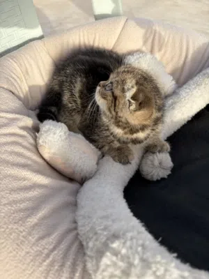 “Tiny Scottish Fold kitten purebred and perfectly healthy.” "كيتن سكوتش فولد و ستريت بيور"
