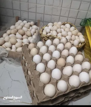 بيض عماني أصلي مخصب ودجاج عماني جميع الاحجام وديوك عمانيه