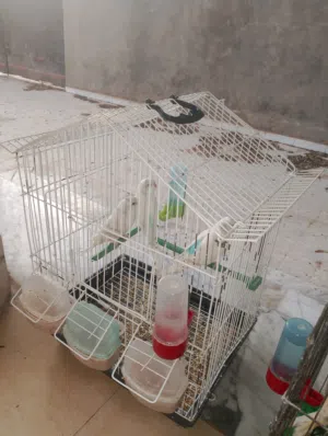 عصافير نوع كناري وبقالينو للبيع لأعلي سعر