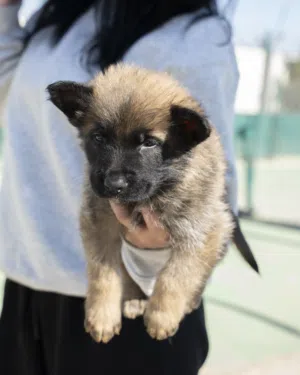 German shepherd سيبل شورت هير