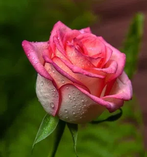 Aiman salem