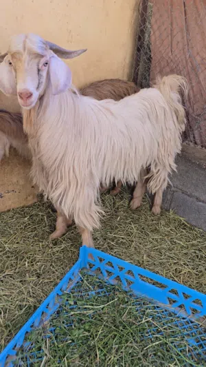 للبيع تيس عماني ما شاء الله