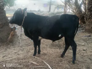 ثيران محاليات سمان فول ماشاء الله