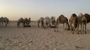 ابل للبيع الموقع الاديرع