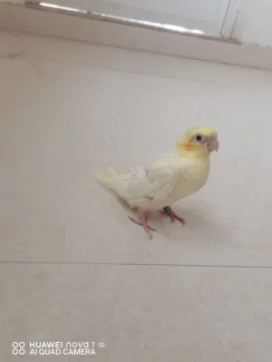 فرخ كوكتيل لاتينو