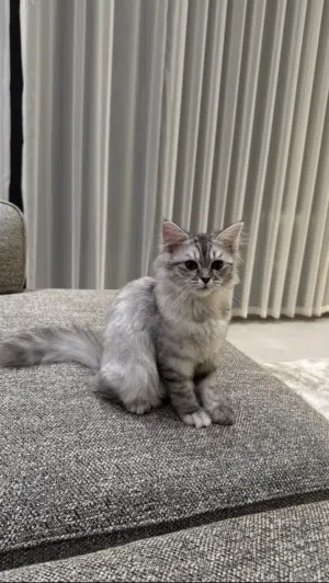 Turkish Mix cat for sale
