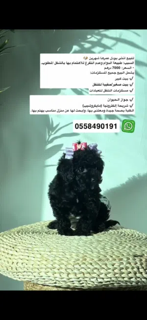 بودل انثى عمرها شهرين لون الاسود