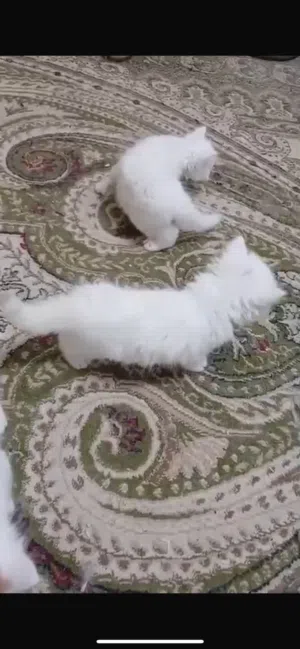 للبيع قطوه حبه 1000