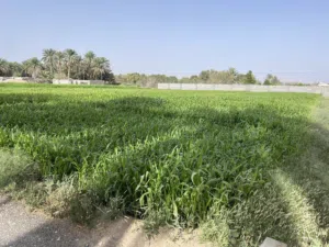 طعام علف ممتاز