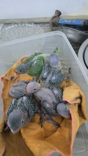 فروخ الدره الأخضر