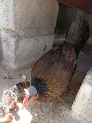دجاجه عربيه ورها افراخ برانكز فضي المصري الصلي بلذمه