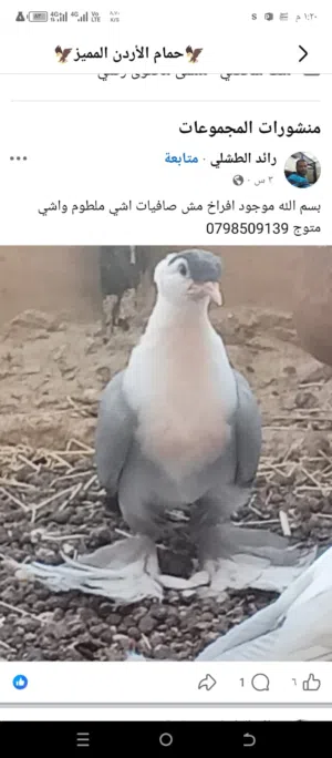 ثلاث الجواز افراخ شخاشله