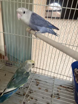 زوج لافبيرد منتج