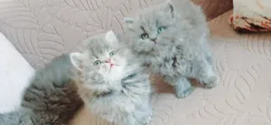 kittens British long hair 47days