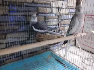 للبيع ببغاء زوج كوكتيل جاهز للإنتاج