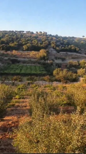 ارض علجون راس منيف