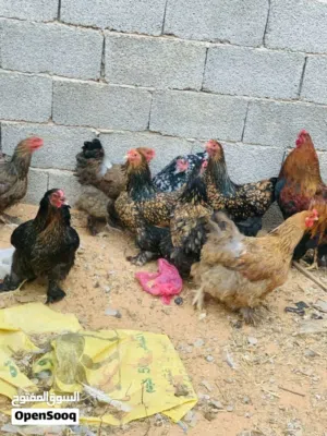 دجاج للبيع