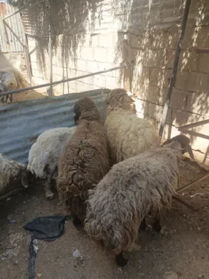 نعاج أضاحي توب