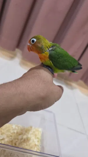 locally lovebirds Fisher
