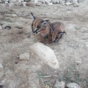 قطط بريه او مايسمي بالوشق.