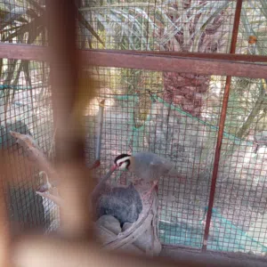 للبيع ذكر شنا عمانيات