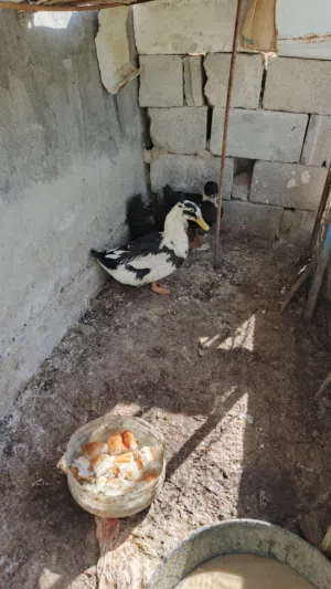 بشوش للبيع اقره الوصف