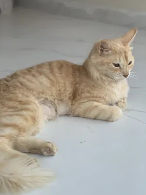 قطة وأبنائها