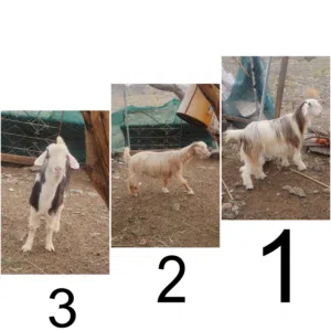 للبيع اغنام 3