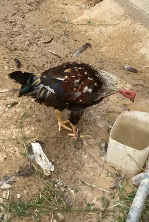 ديج كويتي ثنين  ديج عربي العدد واحد