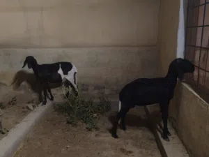 للبيع جعد تهجين سوداني