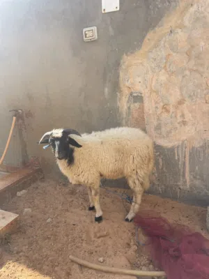 خروف مشالله