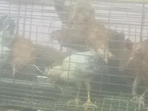 ‏دجاج‏4