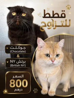 قطط للتزاوج