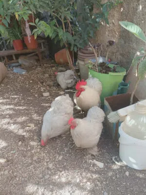 ديك و 3 جاجات كوشن بياضات