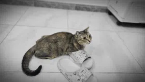 انثى سكوتش فولد مكس للتبني بعمر 4 شهور