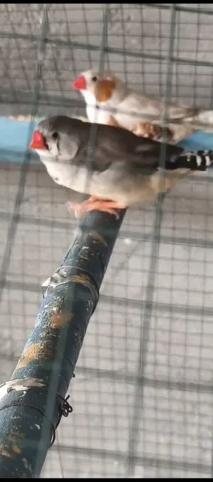 فناجس للبيع