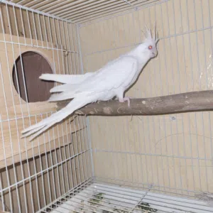 انثى كروان عيون حمرة