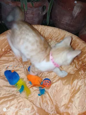 مستلزمات قطة للبيع