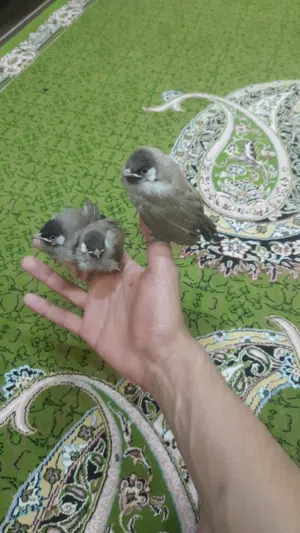 طيور بلابيل