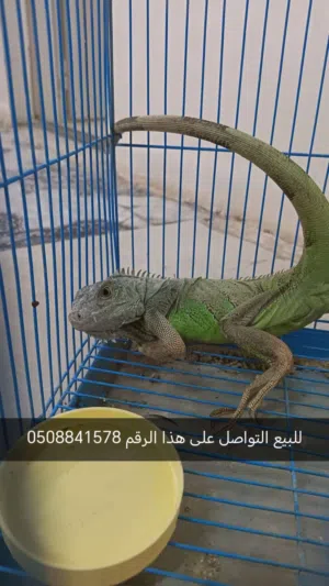 اغوانه  حيوان من الزواحف