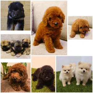 ميني توي بودل ويوركي وبومرينيم وجيرمن