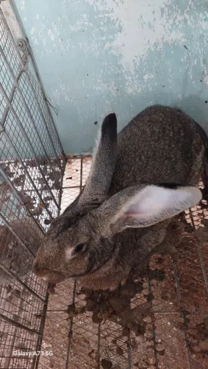 جوز ارانب هجين ألماني