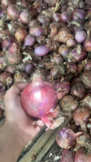 بصل عماني إنتاج دار