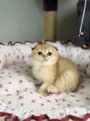 كتن ذكر سكوتش فولد جولدny11