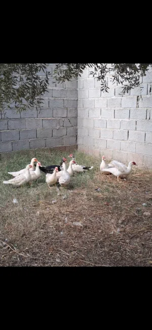 11 طرف بط للبيع ذكر و 10 أناتي مكان مصراته