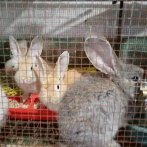 ابو اسحاق ابو سل