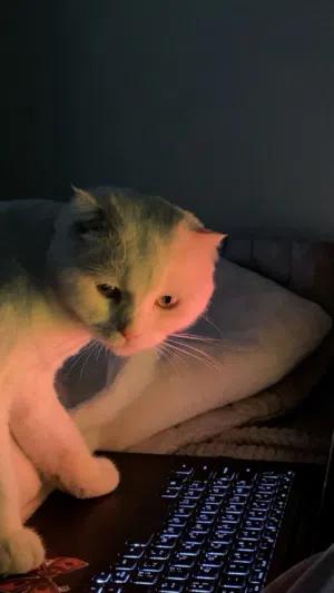 قط سكوتش وايت