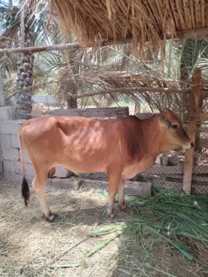 ثور تهجين عماني جيرسي فرصه الا يريده فحل ماشاء الله ثور راهي مد وشور