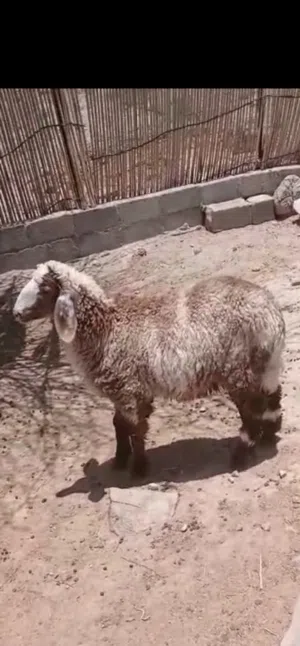 كبش محلي للبيع