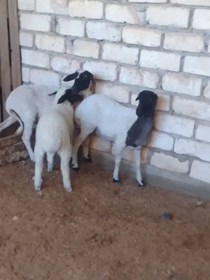 السلام عليكم اتنان فطايم للبيع